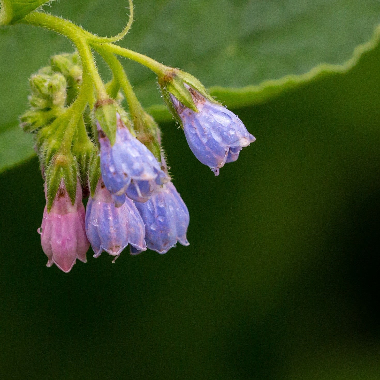 Topical Benefits of Comfrey - The Good Rub