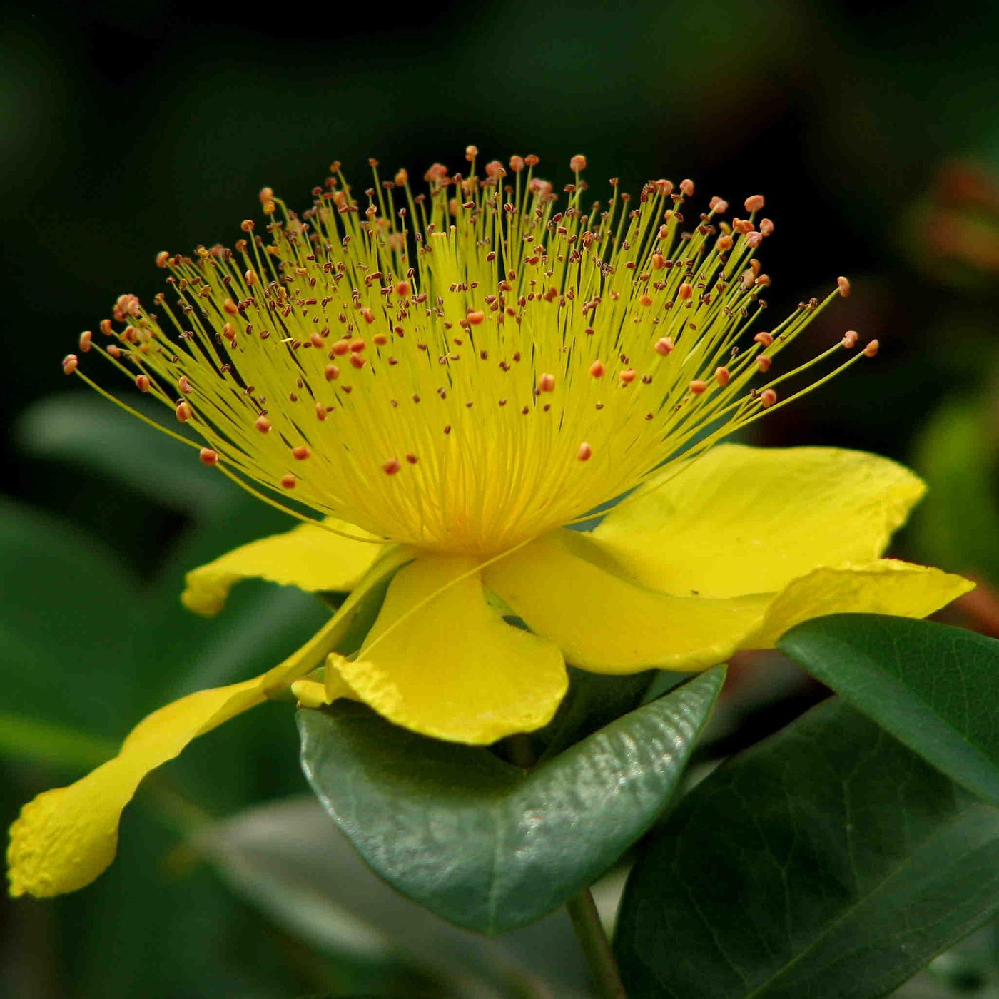 Topical Benefits of St. John's Wort - The Good Rub